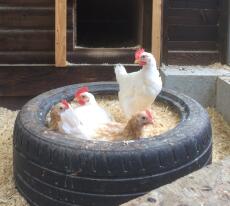 With our Friesian Fowl Friend in a tyre