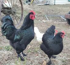 Two black langsham chickens.