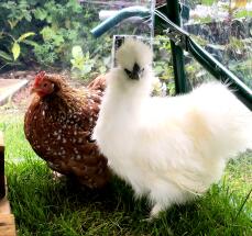 Orange chicken with a smooth coat and a white fluffy chicken in a garden