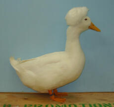 Crested duck