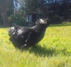 Black White Crested Hen