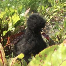 A silkie chicken hiding in a vegatable patch.
