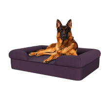 Dog sitting on plum purple large memory foam bolster dog bed