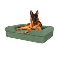 Dog sitting on sage green large memory foam bolster dog bed