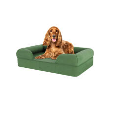 Dog sitting on medium sage green memory foam bolster dog bed