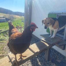 Dog coming out of Omlet green automatic chicken coop door with chicken on coop ladder