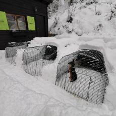 Three Omlet Eglu Go rabbit hutches in the garden covered in Snow