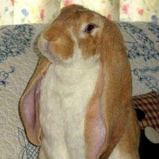Long eared rabbit posing