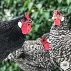 Black white and red chickens in a garden