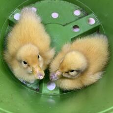 Ducklings in plant pot! 