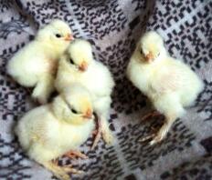 Sultan chicks one week old