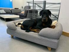 A dog resting in his grey bed