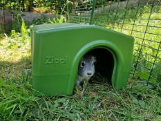 A guinea pig in the green Zippi guinea pig shelter.