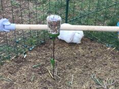 A rabbit in a walk in run with a peck toy and a chicken perch