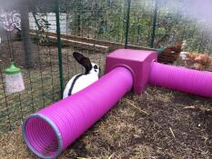 Rabbit investigating Zippi shelter and play tunnel