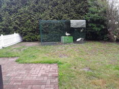 Two ducks inside a walk in run with a Cube coop in a garden
