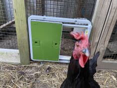 A curious chicken in front of her green automatic door attached to a run