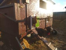 Chicken coming out of wooden coop with Omlet green automatic chicken coop door