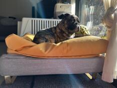 A little dog enjoying some sun from the comfort of his grey bed and yellow beanbag topper