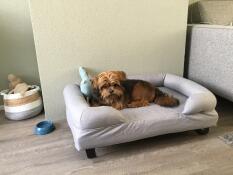 A dog on his grey bolster bed