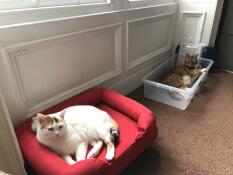 Maya loves the dog bed