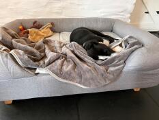 A sleepy dog in a grey bed with bolster topper, a cover and toys