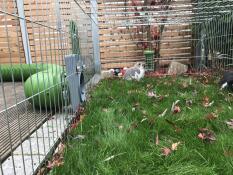 Rabbit eating from a Caddi treat holder inside a rabbit run with a Zippi tunnel
