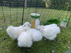 Our chicken enjoying eating some corn on the cob.