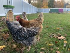 Chickens pecking food from their treat holder