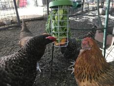 Chicken suround a chicken peck toy.