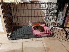 A little puppy relaxing in it's dog crate.