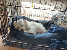 Little nap for my snoopy : he Goes by himself, so it's a success 
