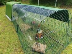 Chewie and her combi cover