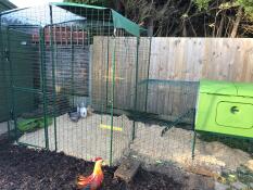 Our new girls are very comfy in their stunning new home!