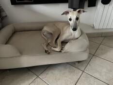 A dog resting on his beige memory foam bolster bed
