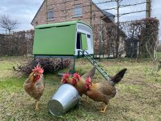 4 satisfied leghorn females