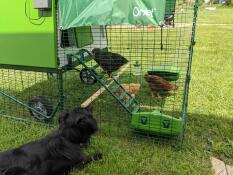 A dog observing three chickens in their chicken run attached to a green coop