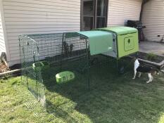 Cat investigating Omlet green Eglu Cube large chicken coop and run