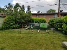 Chickens behind chicken fencing with a Cube chicken coop and a run attached