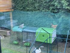 The Eglu Cube chicken coop.