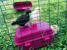 Chicks in Eglu Cube large chicken coop and run