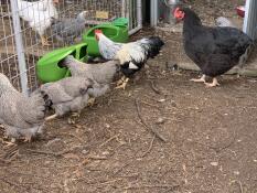 Lots of chickens in a garden run eating from feeders