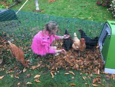 A little girl feeding her chickens inside a coop run