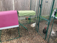 Chicken hospital