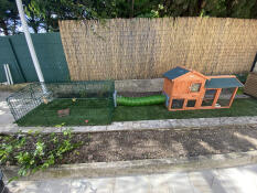 My rabbit loves