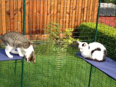 2 happy cats playing on their two blue shelves, inside their outdoor run