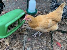 Chicken investigating feeder