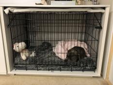 A black dog sleeping in a medium Fido Studio under a pink blanket