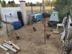 Making an area in your garden to keep chickens.