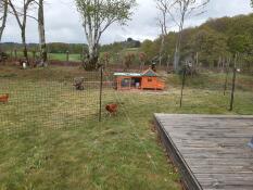 Omlet chicken fencing in garden